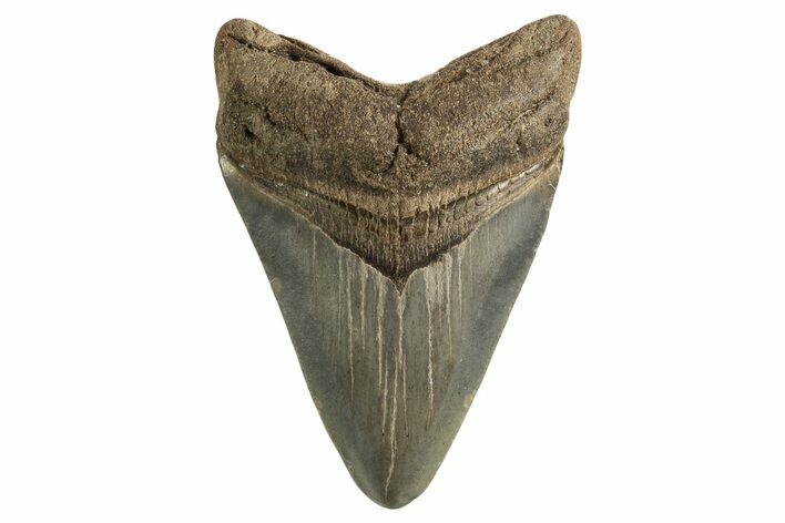 Juvenile Megalodon Tooth - Georgia #332808